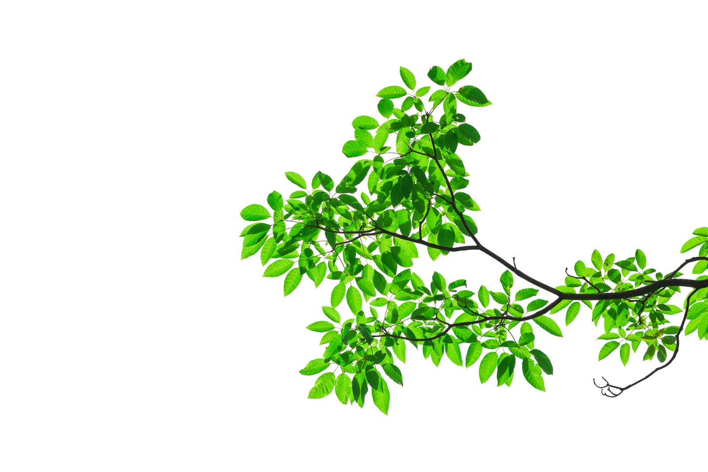 Tree Branch sustainability