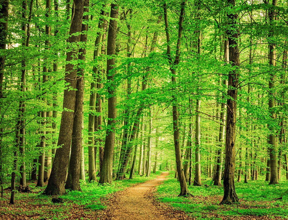 Sustainability trees