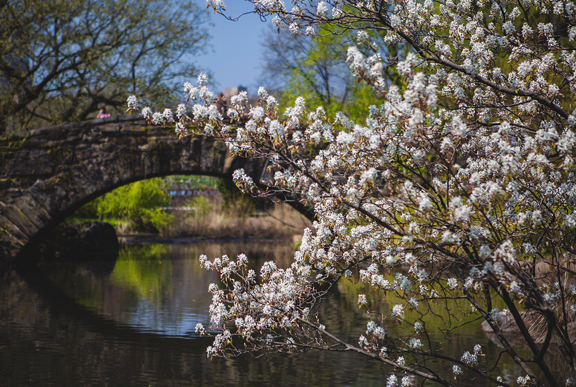 NYC Central Park